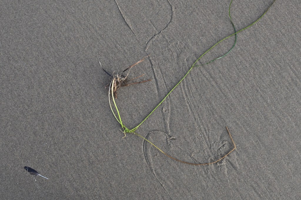 Drifted blades of surfgrass Phyllospadix rest on the sand along with a feather.