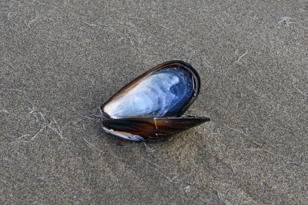 An empty and drifted California mussel (Mytilus californianus) shell, both valves resets on the sand. Scattered Spiochaetopterus costarum casings are also present.