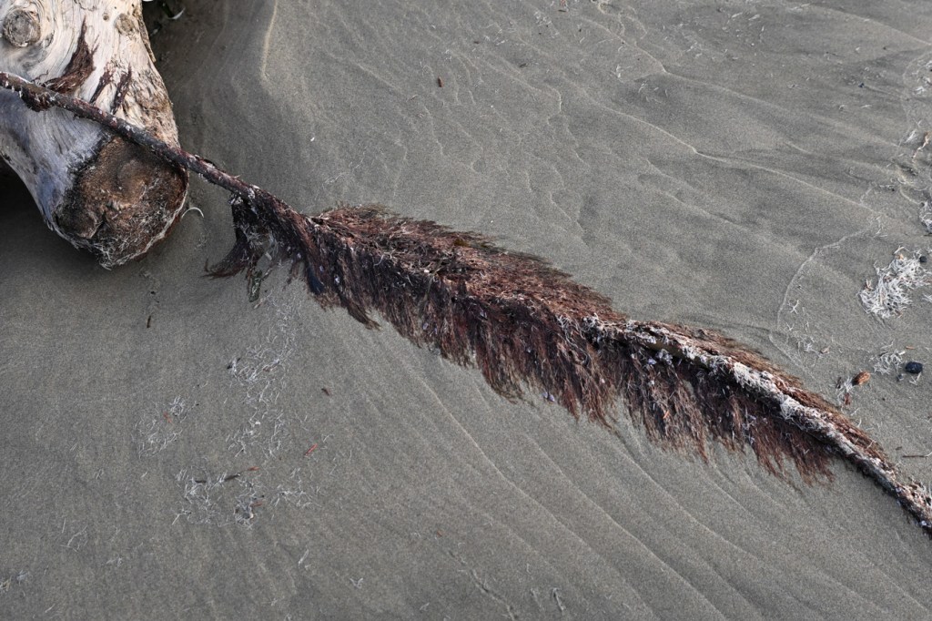 Red sea skein Antithamnionella, or something resembling it, on a drift bull kelp stipe resting on the sand.
