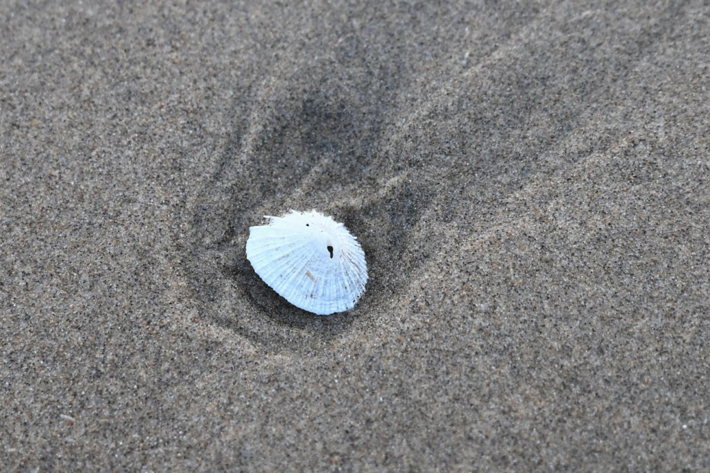 An empty and drifted Puncturella shell rests right side up on the sand.