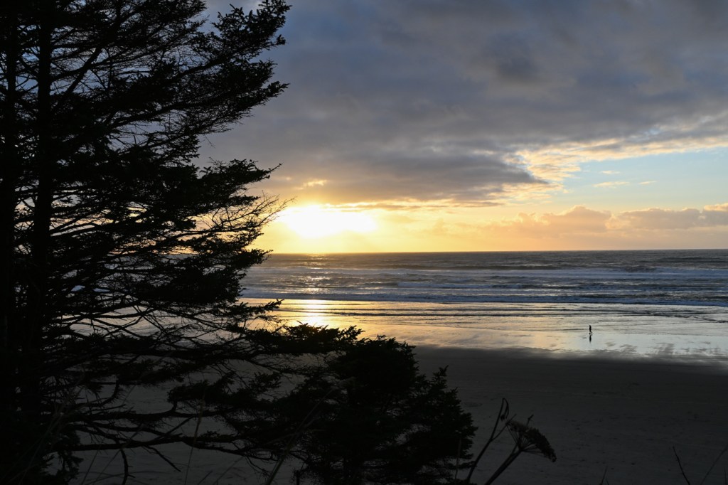 A golden-hour seascape, just before sunset with the sun just dipping below a layer of clouds. A Sitka spruce in the foreground. In the distance, the beach, swash zone, surf zone, and the sea beyond.