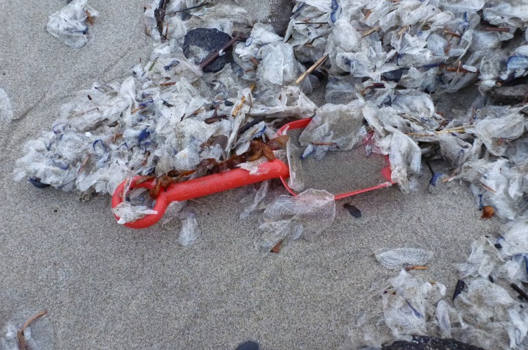 A small plastic sand shovel rests on the sand, almost buried by billows of beached skeletons of by-the-wind sailors Velella velella.