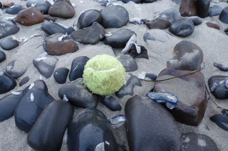A lost or discarded tennis ball rests on sand and cobbles along with the beached skeletons of by-the-wind sailor Velella velella.