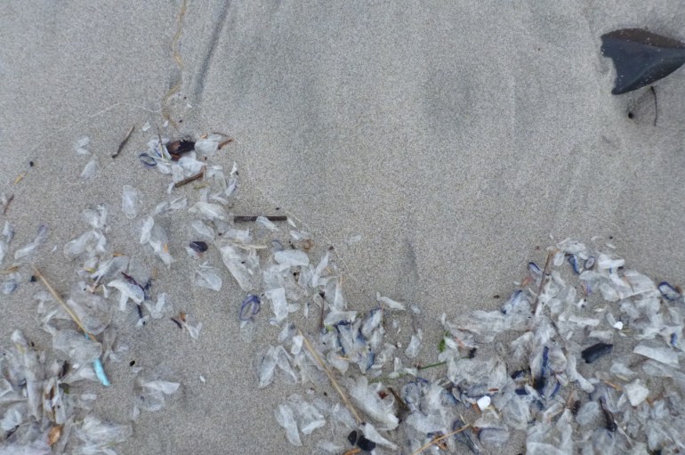 A sinuous drift line dominated by bleached by-the-wind sailor (Velella velella) skeletons.