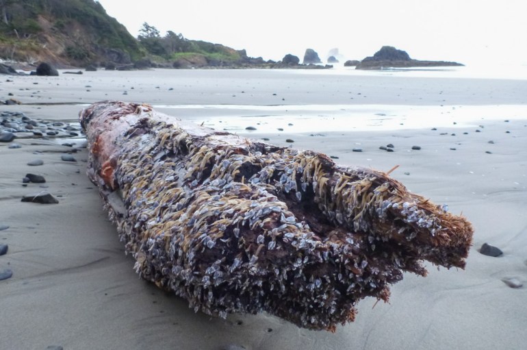 Lots of pelagic gooseneck barnacles (Lepas) on a beached drift log.