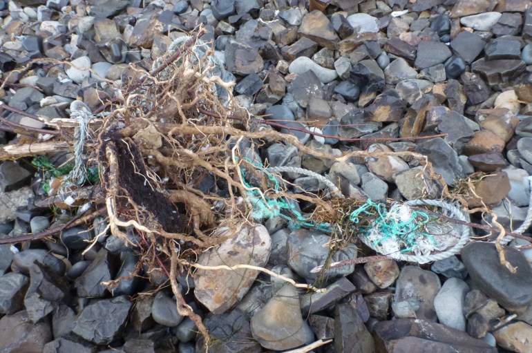 A tangle of roots and lost nylon line rests on the cobbles.