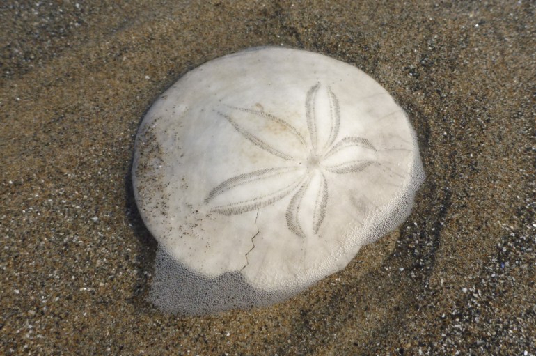 A bleached Eccentric sand dollar shell (Dendraster excentricus) rests in the swash zone.