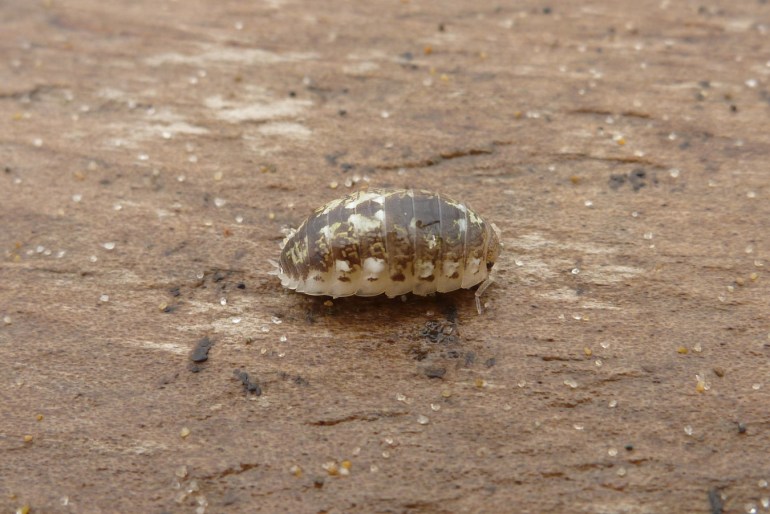 A staged image of Alloniscus perconvexus on a piece of wrack line driftwood on the backshore.