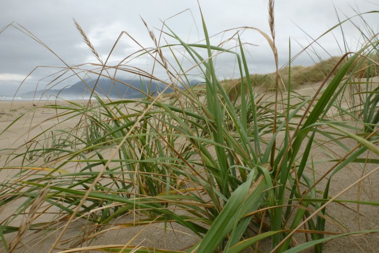 A seascape, looking along the base the foredune. Leymus in the foreground.