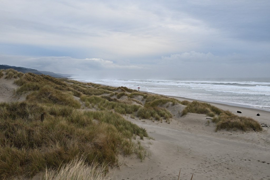 A beachscape from the top of the foredune. Foredune cloaked in beachgrass Ammophila stretches off to the south. Surf zone and beyond in the distance. Cloudy sky.