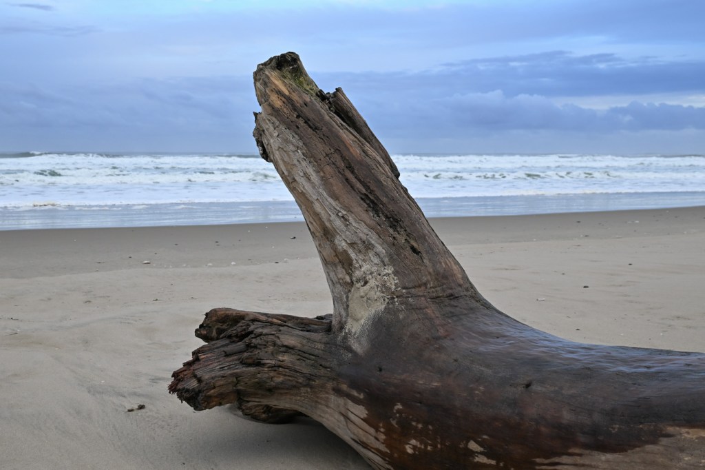 A seascape featuring a weathered drifted log in the foreground, the beach in the midground, and beyond that, the surf zone. Cloudy sky.