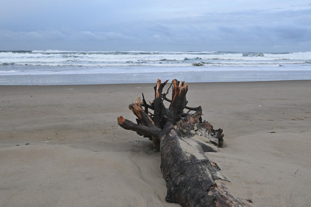 A seascape featuring a fairly fresh drift log in the foreground, the beach in the midground, and the surf zone beyond. Cloudy sky.