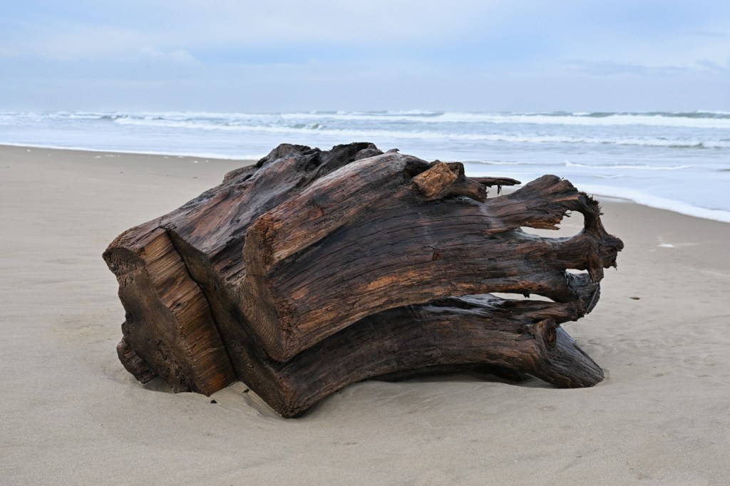 A seascape featuring a drifted stump in the foreground, the beach in the midground, and the surf zone beyond. Cloudy sky.