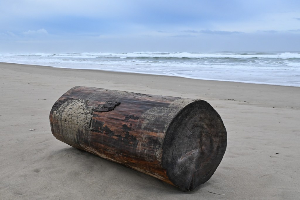 A seascape featuring a drifted sawlog in the foreground, the beach in the midground, and the surf zone beyond. Cloudy sky.