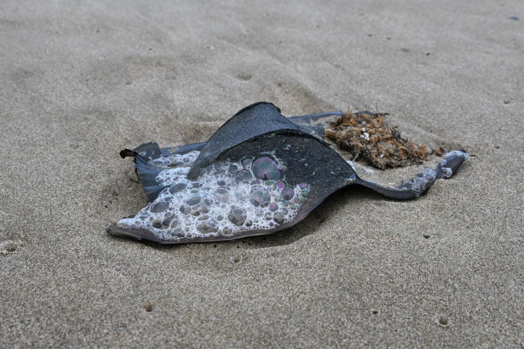 A drifted egg case from a big skate, Beringraja binoculata, rests on the sand.