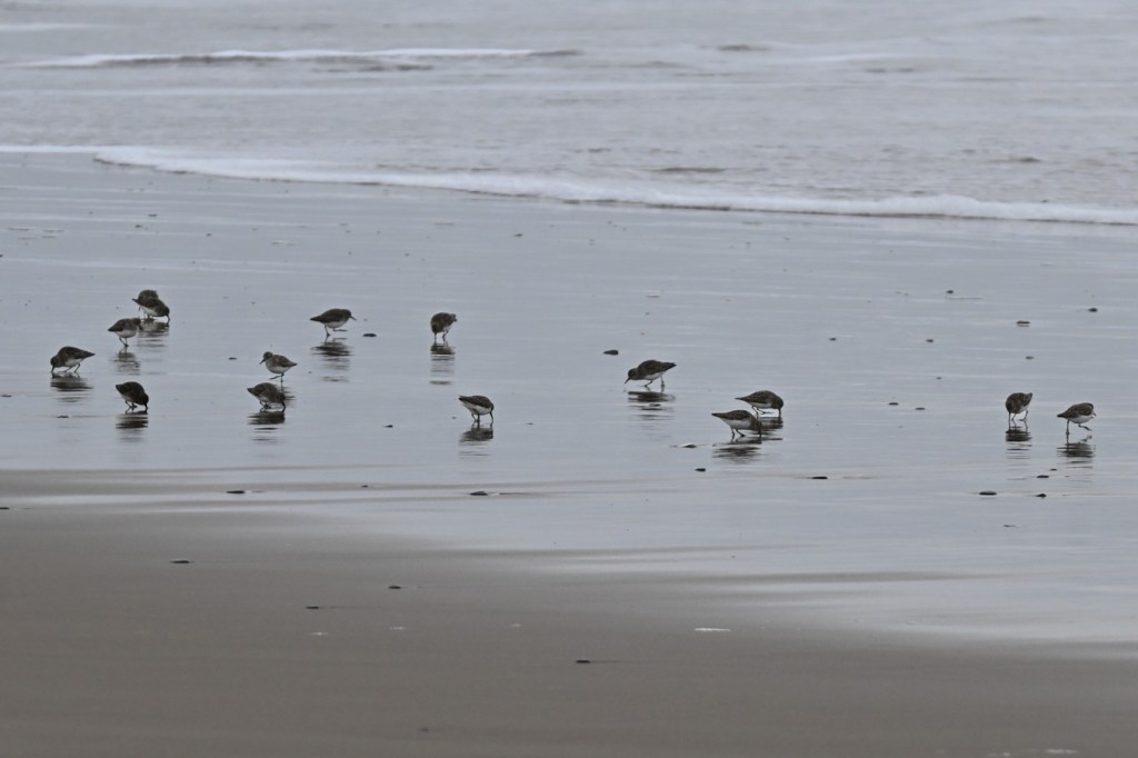 About 15 sandpipers (I think) working in the mirror.