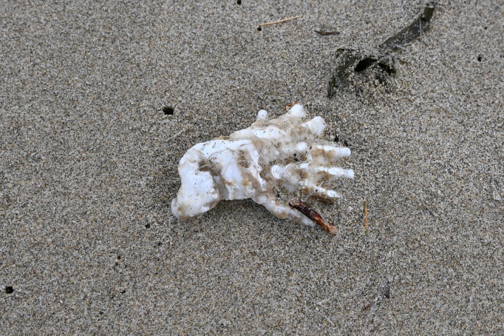 An empty and drifted oyster shell, maybe the Pacific oyster Magallana gigas rests, exterior surface exposed, on the sand.