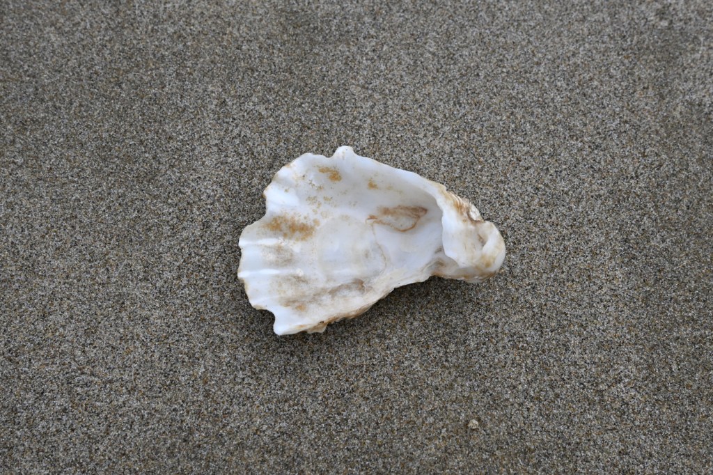 An empty and drifted oyster shell, maybe the Pacific oyster Magallana gigas, washed off and posed on the sand, interior surface exposed.