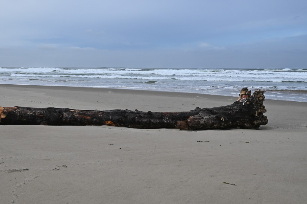 A seascape featuring a drifted log in the foreground, the beach in the midground, and the surf zone beyond. Cloudy sky.