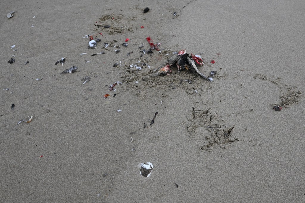 A gruesome scene left behind by a bald eagle after feeding on a common murre carcass.