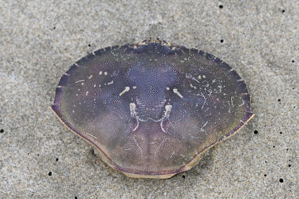 An empty and drifted Dungeness crab, Metacarcinus magister, carapace rests right side up on the sand.