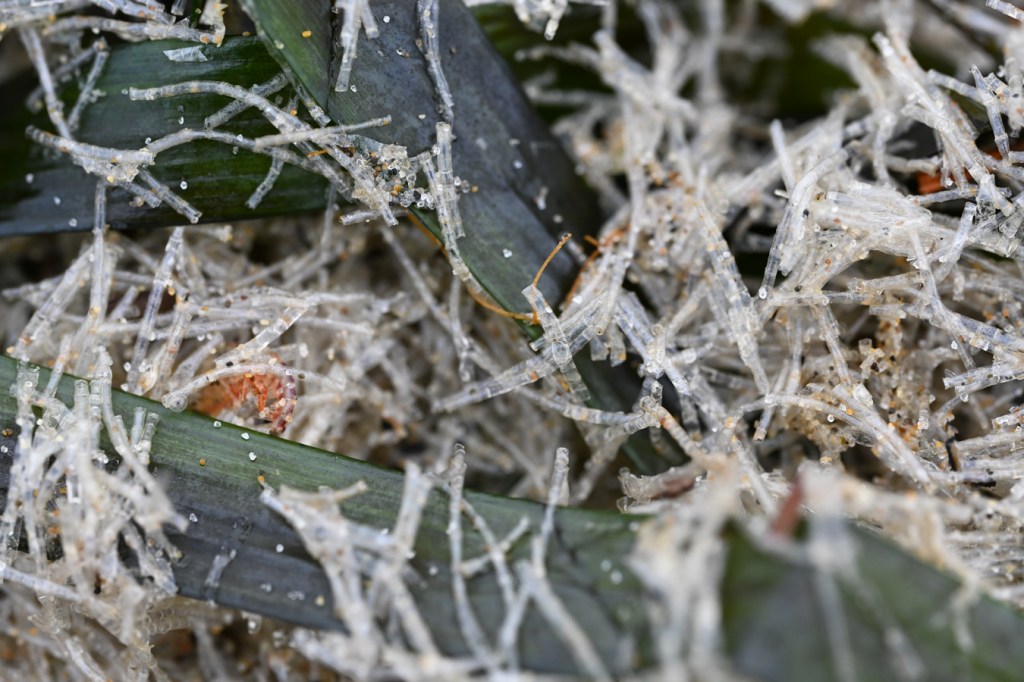 Closeup of a tangle of eelgrass Zostera and the drifted casings of the cellophane tube worm Spiochaetopterus costarum.