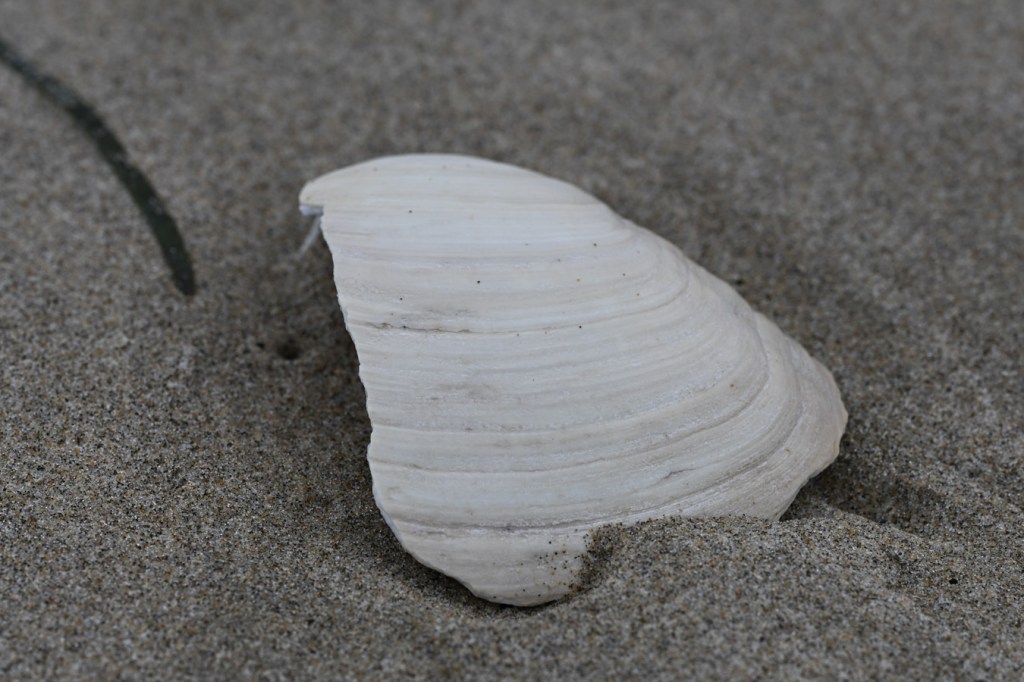 Half of one valve of the fat gaper clam Tresus capacity resting on the sand, exterior surface exposed.