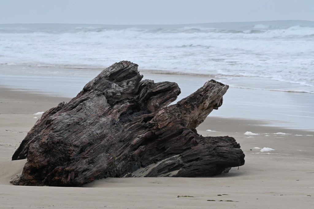 A weathered stump rests in the sand, just above the swash. Surf zone in the background. Cloudy sky.