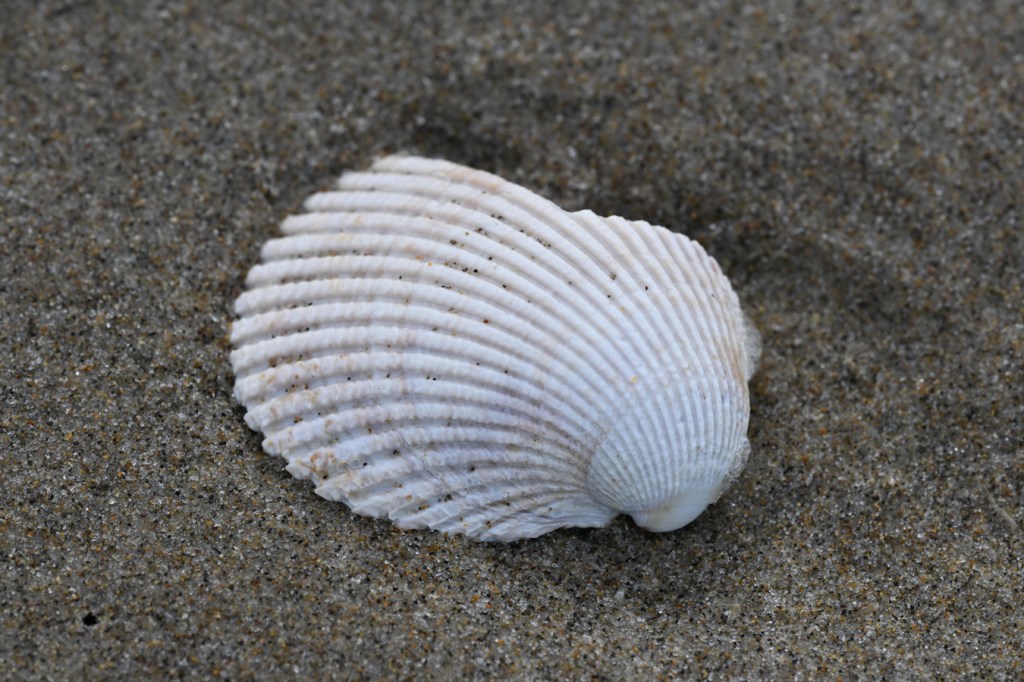 An empty and drifted fragment of a Nuttall's cockle Clinocardium nuttallii shell rests on the sand.