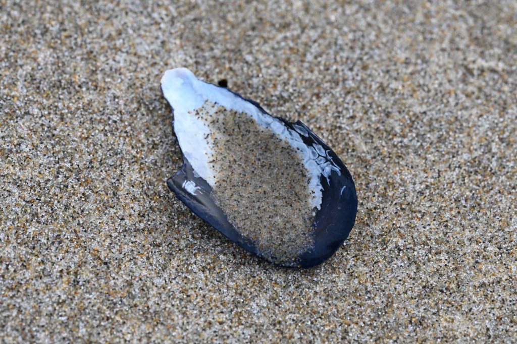 An empty and drifted bay mussel Mytilus trossulus shell fragment rests on the sand.