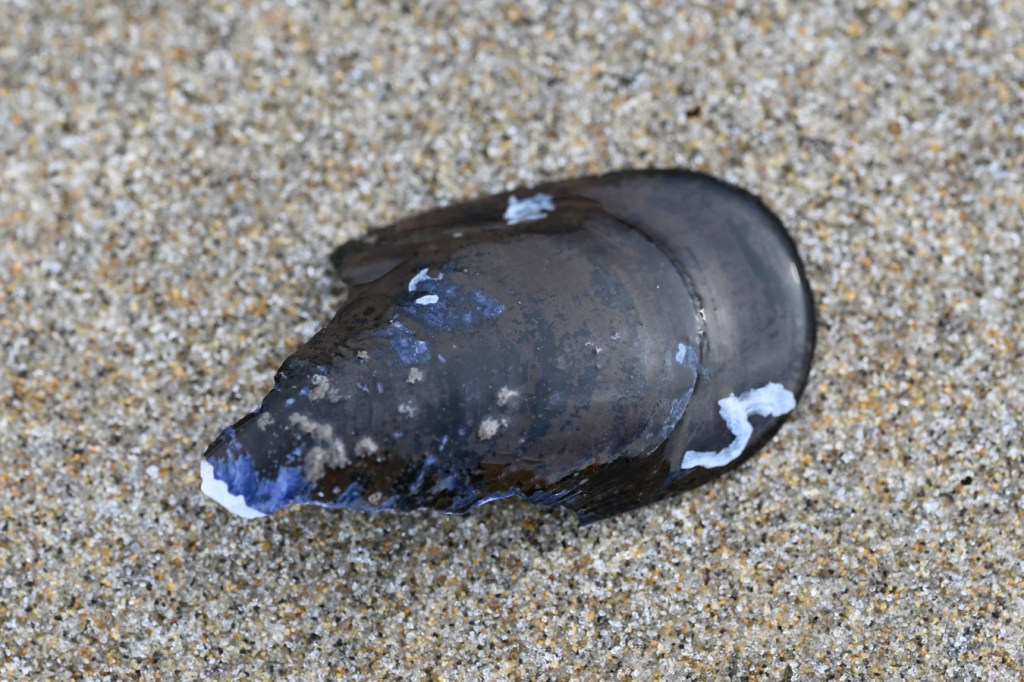 An empty and drifted bay mussel Mytilus trossulus shell fragment cleaned of sand and posed to expose the exterior surface.