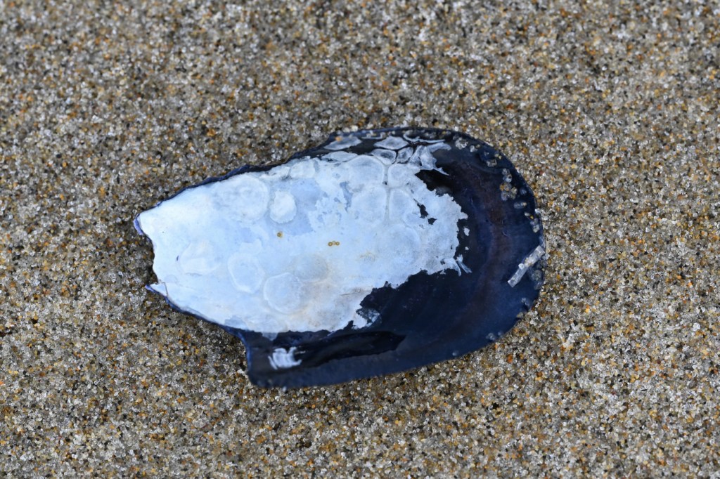 An empty and drifted bay mussel Mytilus trossulus shell fragment cleaned of sand and posed to expose the interior surface.