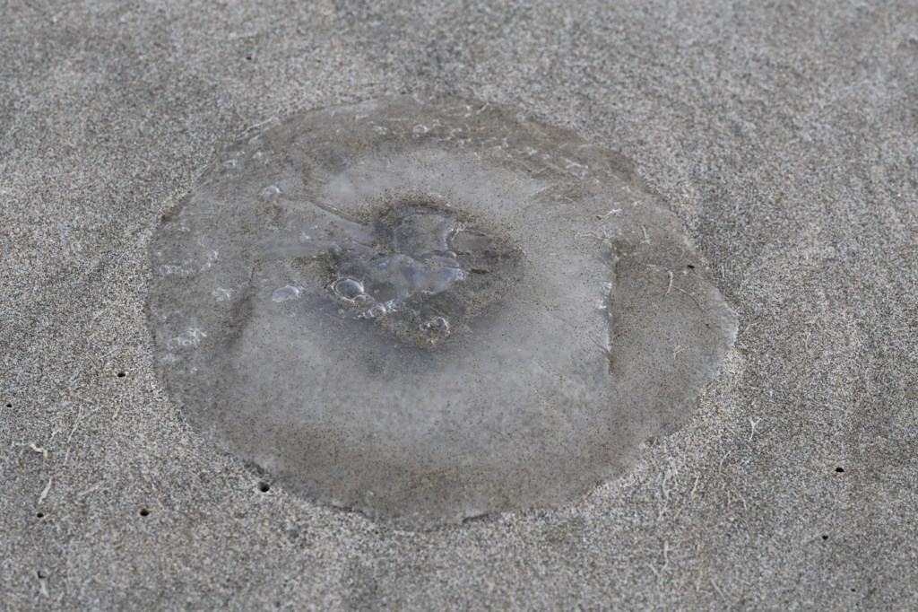 A beached moon jelly Aurelia labiata rests on the sand.