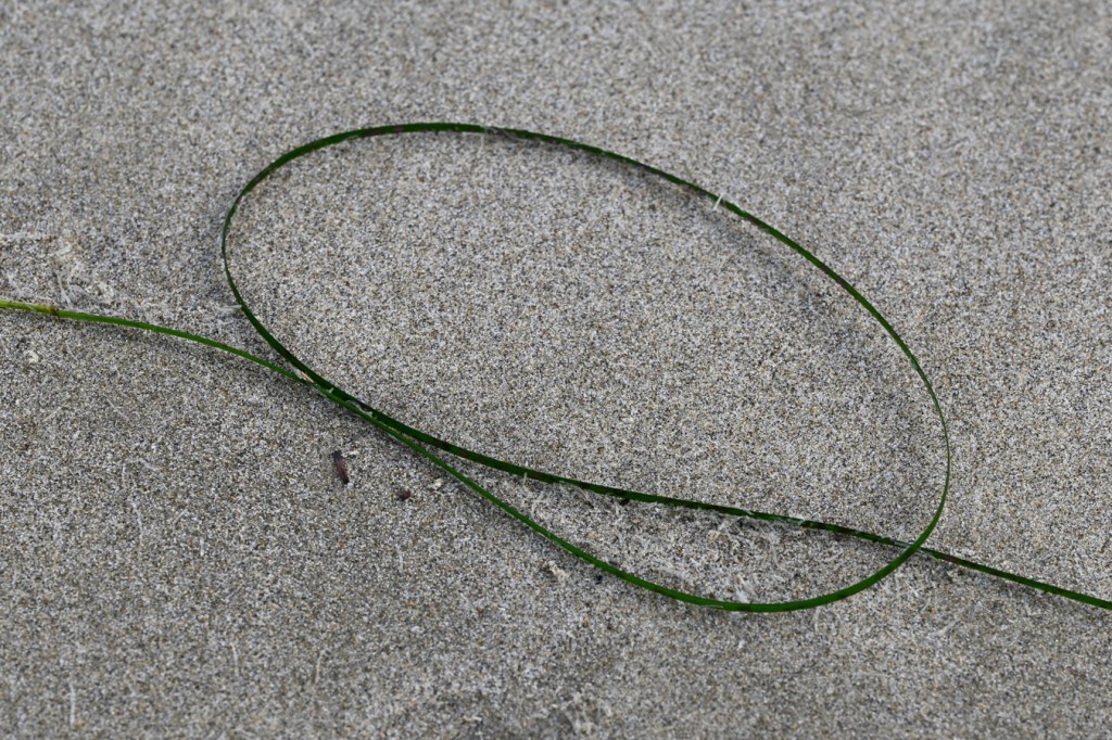 A drifted surfgrass Phyllospadix blade rests on the sand.