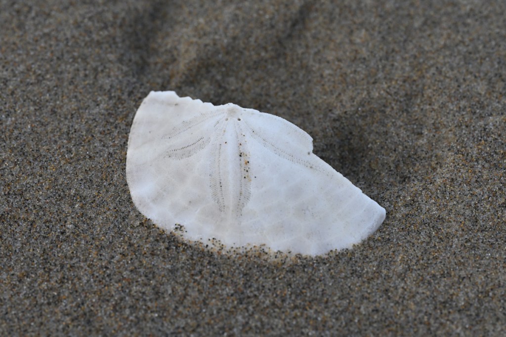 A bleached and drifted fragment of a Eccentric sand dollar Dendraster excentricus shell rests on the sand.