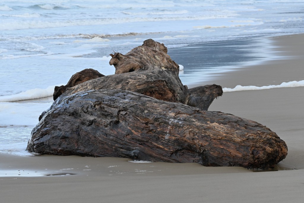A gnarled drift log rests in the sand in the swash zone. Surf zone in the background.