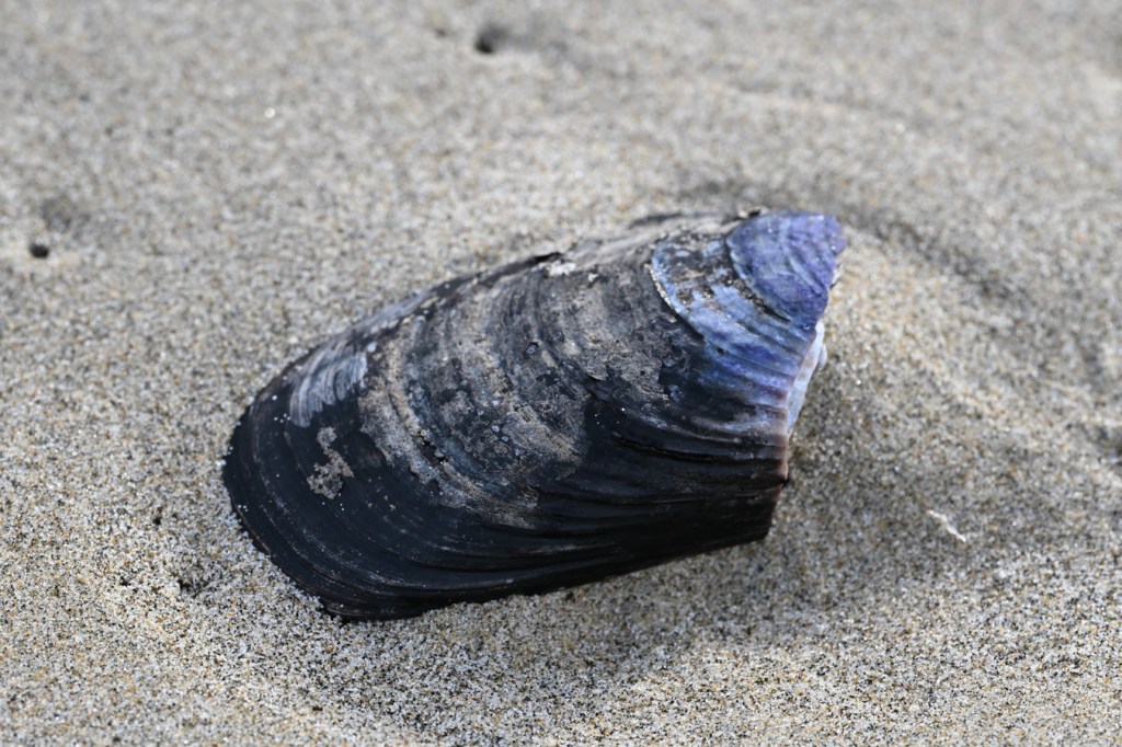 An empty and drifted California mussel Mytilus californianus shell fragment rests on the sand.