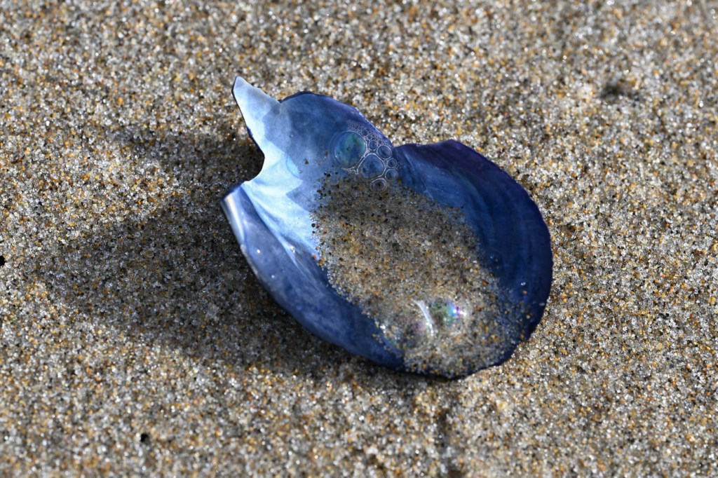 An empty and drifted bay mussel Mytilus trossulus shell fragment rests on the sand.