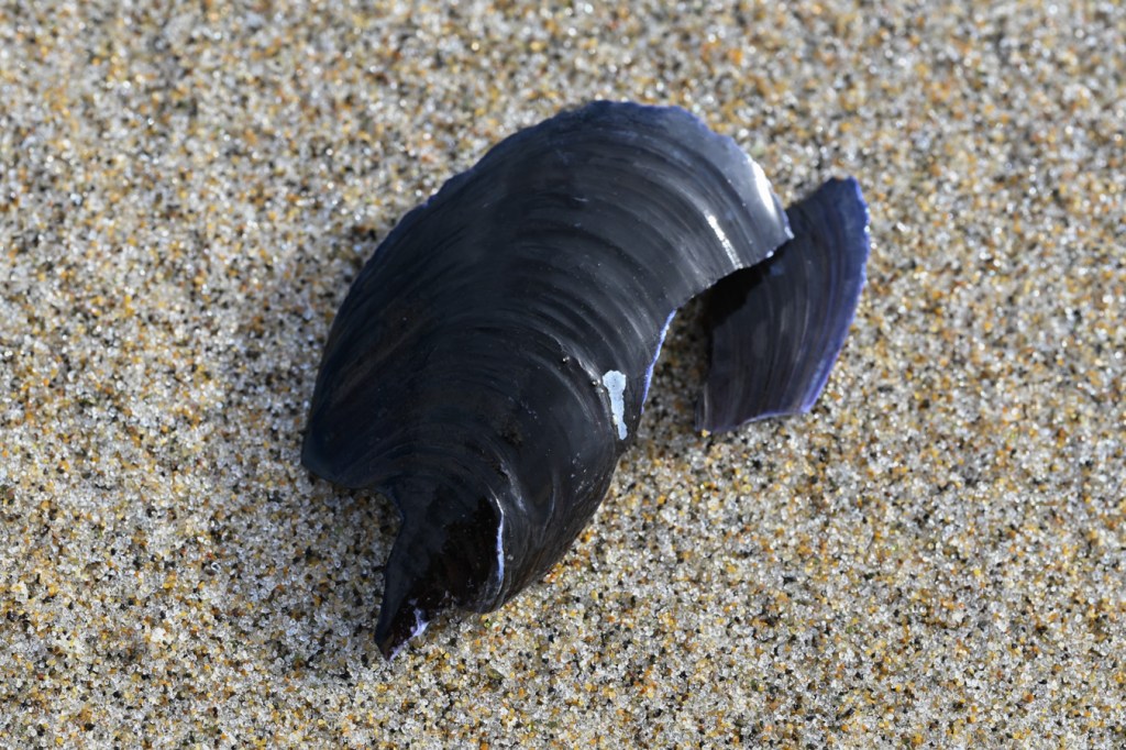 An empty and drifted bay mussel Mytilus trossulus shell fragment cleaned of sand and posed to expose the exterior surface.