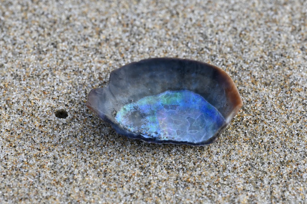 An empty and drifted California mussel Mytilus californianus shell fragment cleaned of sand and posed to expose the interior surface.