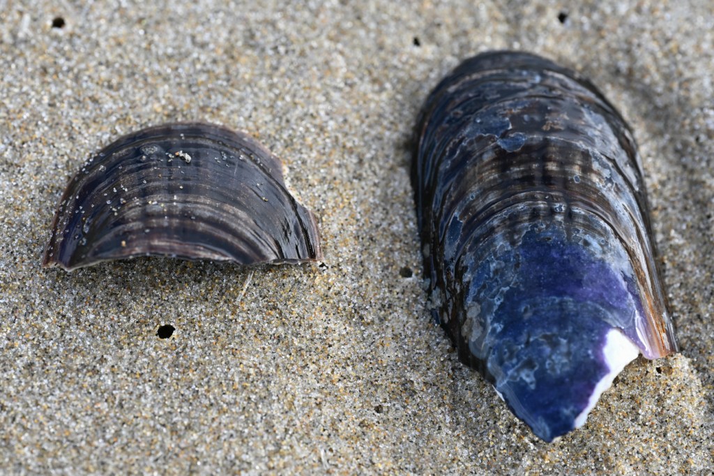A pair of empty and drifted California mussel Mytilus californianus shell fragments posed on the sand to show their exterior surfaces.