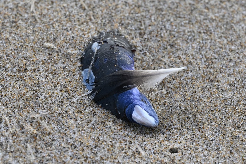 An empty and drifted bay mussel Mytilus trossulus shell rests on the sand, exterior surface exposed.