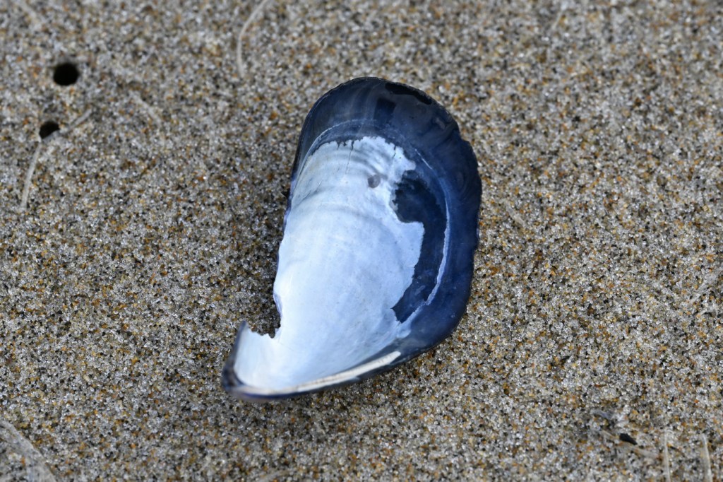 An empty and drifted bay mussel Mytilus trossulus shell fragment cleaned of sand and posed to expose the interior surface.