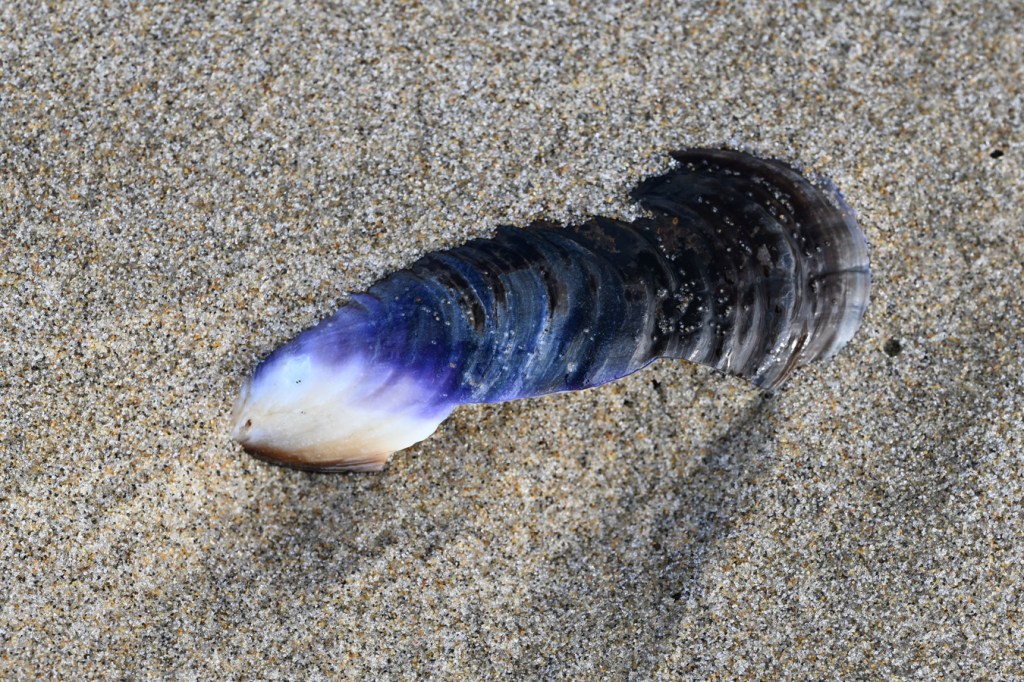 An empty and drifted California mussel Mytilus californianus shell rests on the sand.