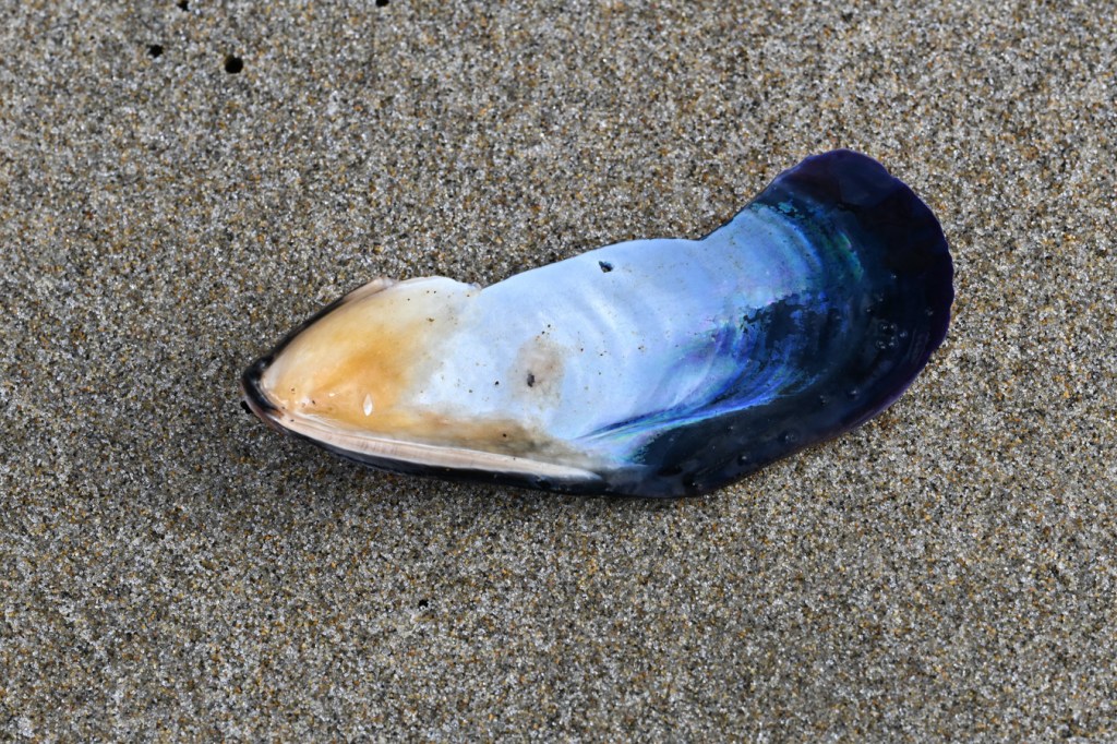 An empty and drifted California mussel Mytilus californianus shell cleaned of sand and posed to expose the interior surface.