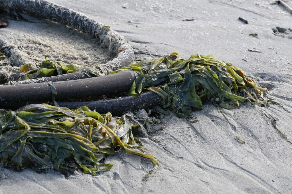 A closeup view of beached drift bull kelp Nereocystis luetkeana resting on the sand.