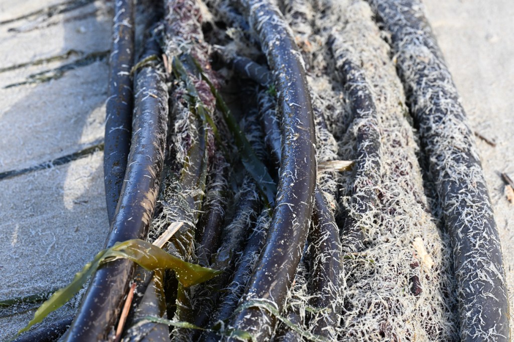 A closeup view of several beached drift bull kelp Nereocystis luetkeana stipes resting on the sand. Also present are large numbers of empty Spiochaetopterus costarum casings.