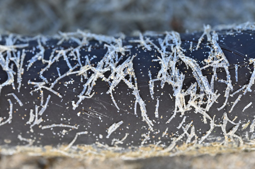 A closeup view of a beached drift bull kelp Nereocystis luetkeana stipe. The stipe bears a large number of empty Spiochaetopterus costarum casings.