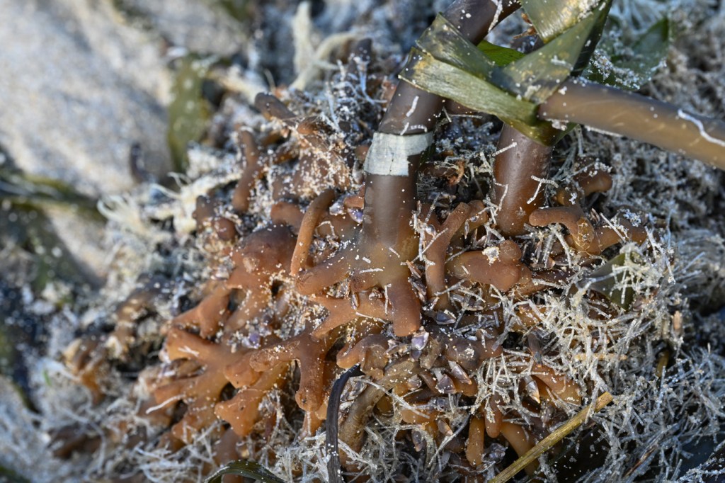 A closeup view of a portion of a beached drift bull kelp Nereocystis luetkeana holdfast, or two.