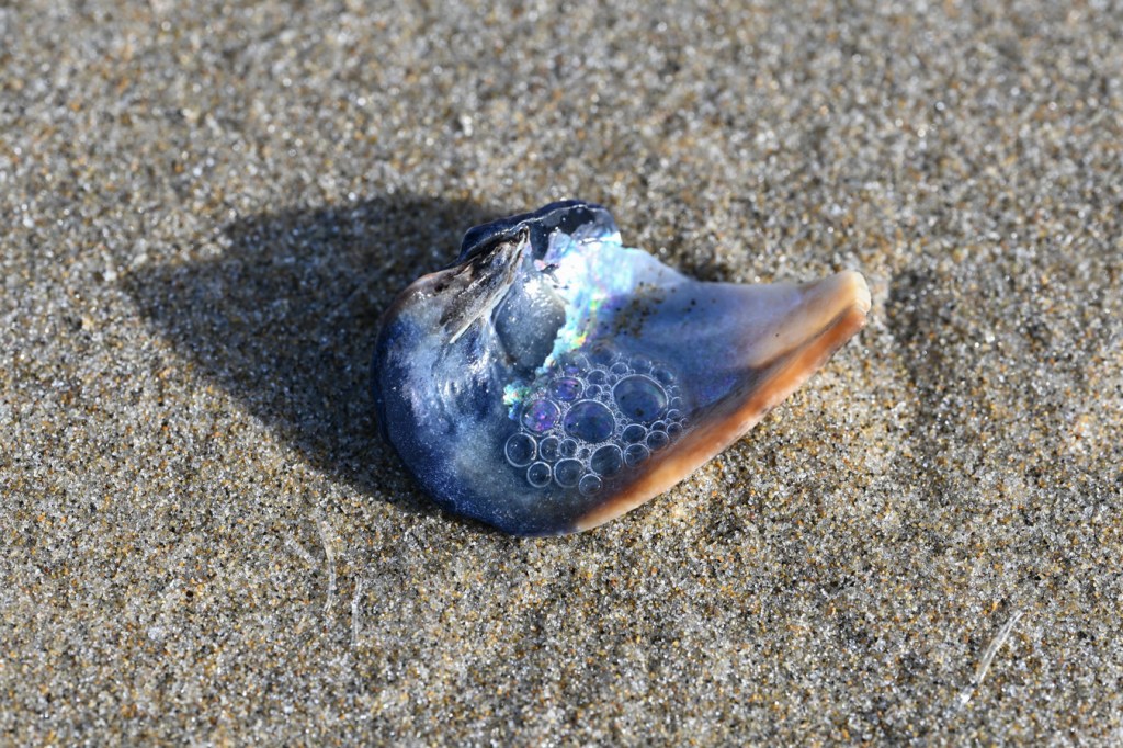 An empty and drifted California mussel Mytilus californianus shell fragment rests on the sand, the interior surface exposed.